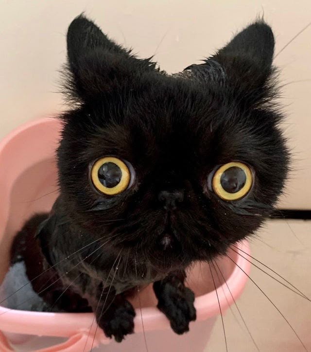 Доброго всем здравия, мои друзья. Сегодня случилось невероятное! Фотография братца Яхве утекла в интернет, и я в этом не виновен