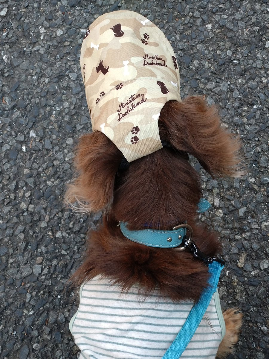 🐶モカ🌈１７歳7ヶ月🐾 tweet media