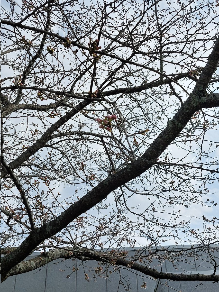 じゃいあん tweet media