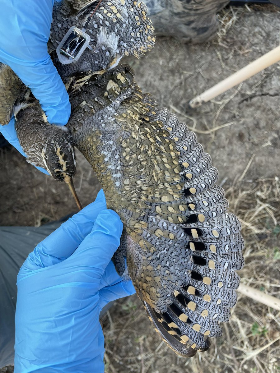 TrackingAPSnipe's tweet image. One of our Macquarie Marshes birds finally hit 5G coverage and just have us a dump of 573 fixes! HE’S IN NORTH QLD!Its a gold mine of data.