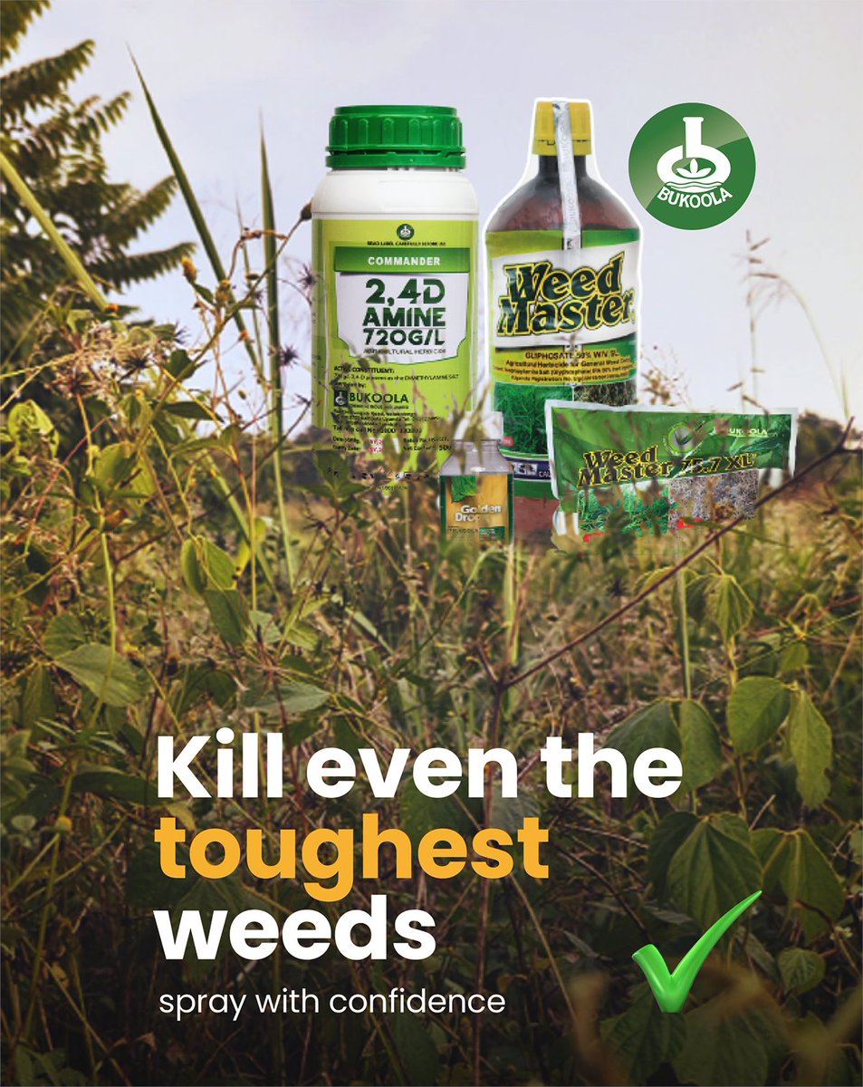 BukoolaChemical's tweet photo. The battle against strong weeds ends here.
Crush them at the root with WeedMaster, Commander 2,4D, and Golden Drop. More efficiency, less regrowth. Who’s ready for a cleaner field?
#Bukoolachemicals #WeedsGone #UnstoppableResults #FarmSmart #CleanFields https://t.co/JGE7Yme9gw