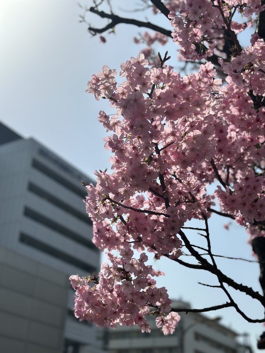 ㊗東邦大学看護学部
看護師国家試験全員合格！
保健師国家試験全員合格！
本当によく頑張りましたね。おめでとうございます。
皆さんを祝福するかのように、東邦医大通りの桜も咲き始めました📷🌸
#東邦大学　#看護学部
#看護師国家試験
#保健師国家試験
＃全員合格
