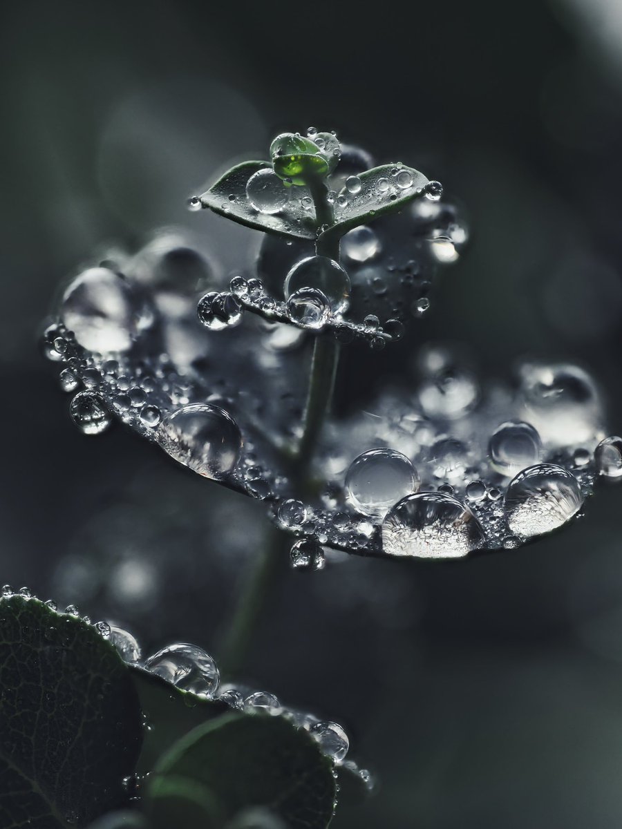 Cederfjärd tweet media