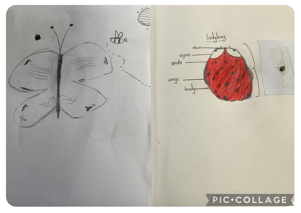 Great Science Share for Schools (@greatscishare) on Twitter photo A great before and after from pupils taking part in the #GreatObservationShare
Use the Great Observe and Draw Prompt to support your pupils to improve their skills in the same way.
<a href="/McrMuseum/">Manchester Museum</a> <a href="/SSERCprimary/">SSERC Early Years and Primary Team</a> <a href="/pstt_whyhow/">Primary Science Teaching Trust</a> <a href="/theASE/">The ASE</a> <a href="/Psqm_HQ/">Primary Science Quality Mark</a> A great before and after from pupils taking part in the #GreatObservationShare
Use the Great Observe and Draw Prompt to support your pupils to improve their skills in the same way.
<a href="/McrMuseum/">Manchester Museum</a> <a href="/SSERCprimary/">SSERC Early Years and Primary Team</a> <a href="/pstt_whyhow/">Primary Science Teaching Trust</a> <a href="/theASE/">The ASE</a> <a href="/Psqm_HQ/">Primary Science Quality Mark</a>