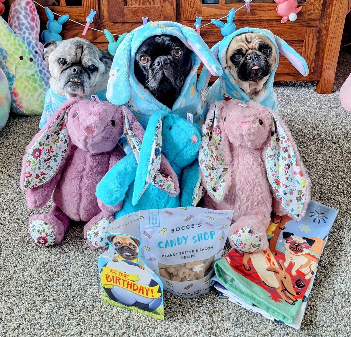 We got a very nice #birthday surprise from our friend Petunia &amp; family <a href="/PetuniaMaePug/">Lt. Petunia Mae Parker 🐷🐑</a>. THANK YOU for the bunnies, treats, card &amp; momma ❤️s her #summertime doggy dish towels! We're #thankful for your friendship &amp; that you celebrated our🥳with us. #puglife #dogsoftwitter #dogsofx