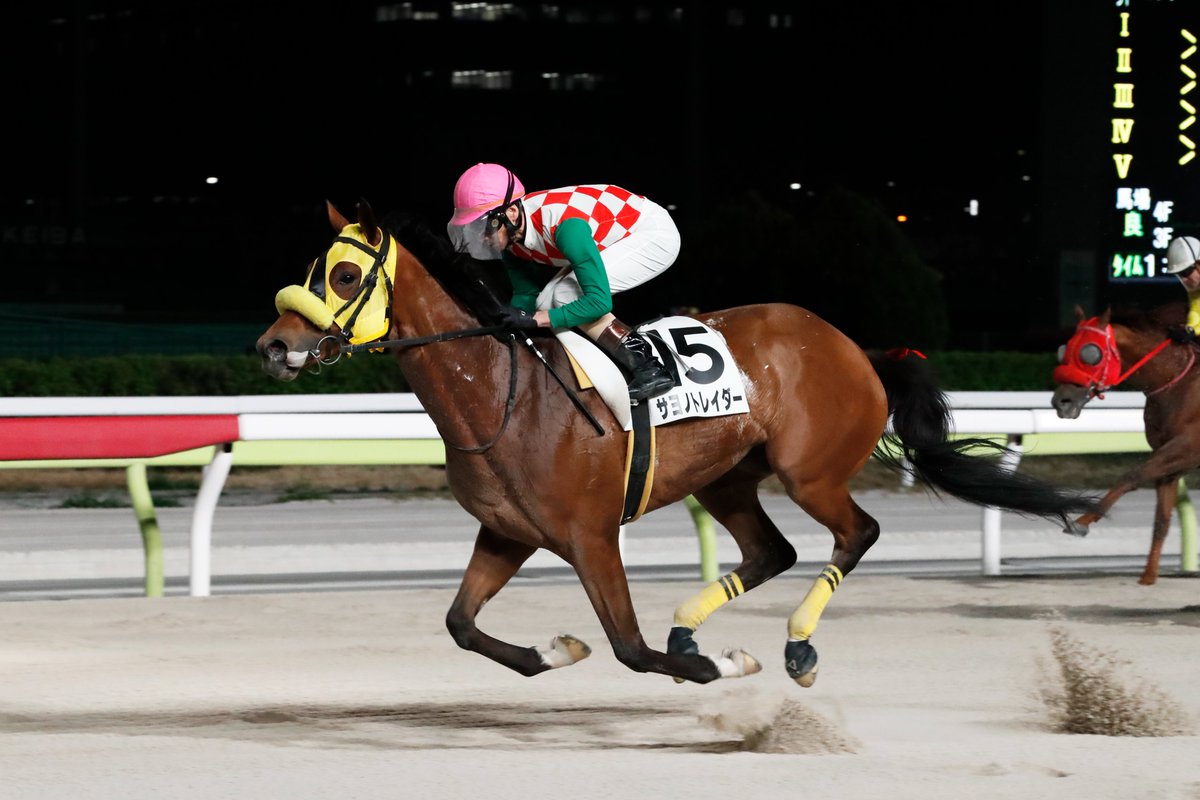 100%品質 (TCK) 東京シティ競馬 on X: 乗馬、馬術