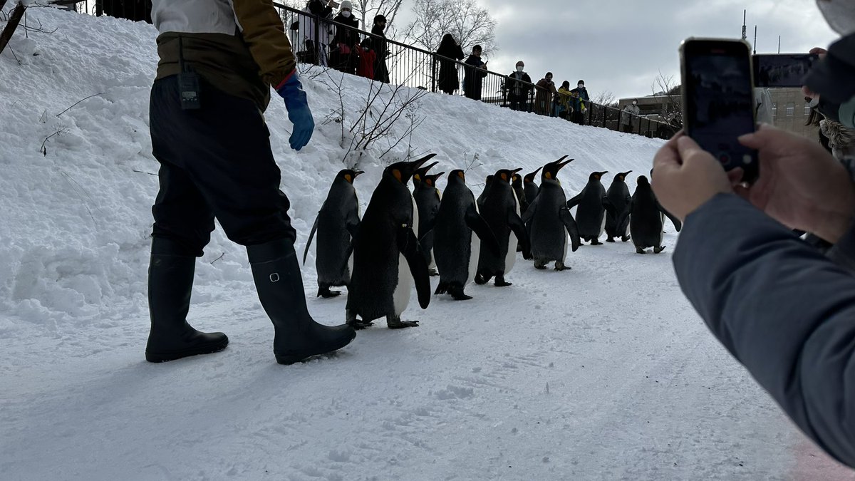 YNetLabo's tweet image. #旭川動物園 #ペンギン #penguin 
#キングペンギン 

🐧🐧