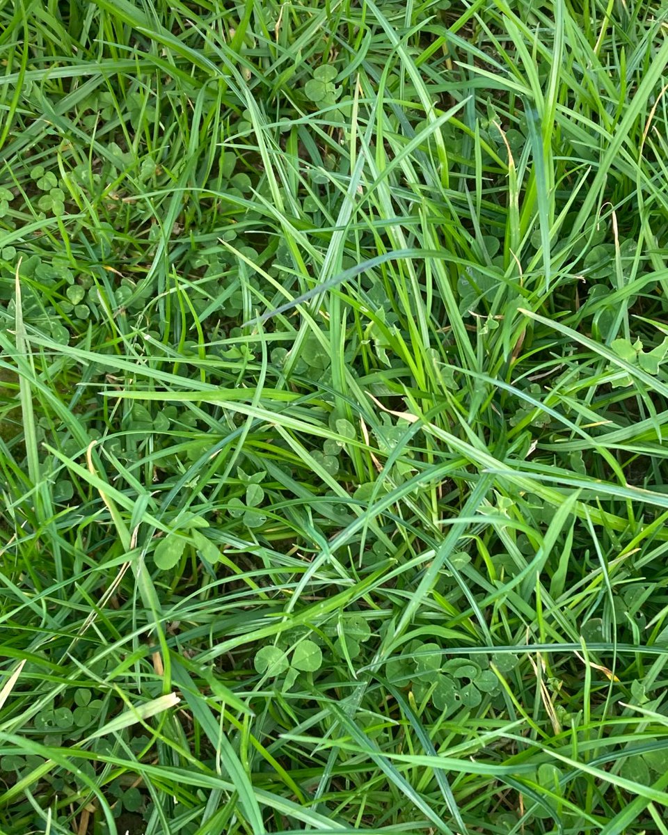 RuralBioReFarm's tweet image. Good weather in Ireland = time for fieldwork! ☘️ 🧑🔬
RBRF partners from @MTU_ie's @CircBio, @CarberyGroup and @biOrbic_centre have started collecting the first early season samples that will be analysed on the demo site at Farm Zero C.
Find out more: ruralbiorefarmeries.eu/demo-sites/ire…