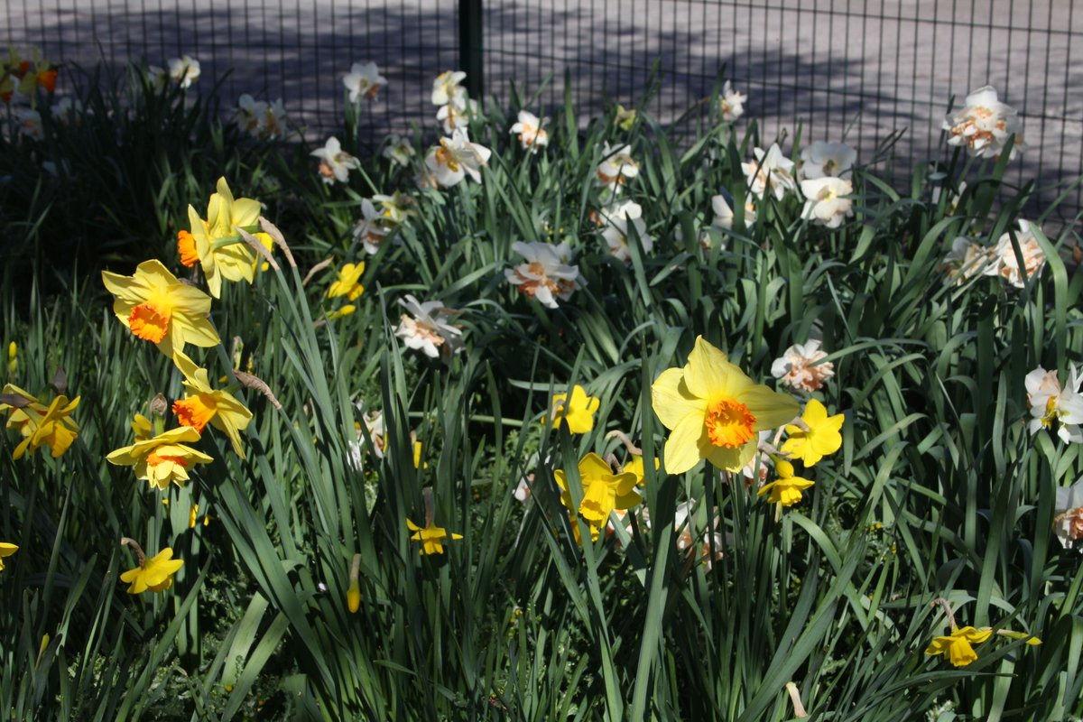 Spring has Sprung! What a Beautiful Day at NGHS! 🌷😍🌺🌞