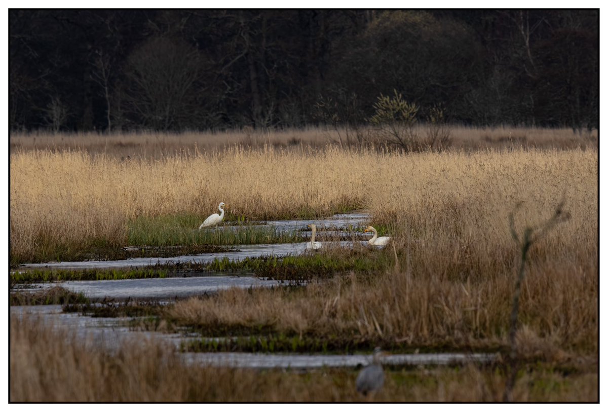 Michael Cuthbert Photography (@michaeljwc626) on Twitter photo Great White Egret from the boardwalk at RSPB Loch Lomond yesterday afternoon
<a href="/RSPBScotland/">RSPB Scotland</a>
<a href="/RSPBLochLomond/">RSPB Loch Lomond</a>
<a href="/Clydebirding/">Clyde Birding</a>
#photography #canon #canonuk #scotland #wildlife #nature #birds Great White Egret from the boardwalk at RSPB Loch Lomond yesterday afternoon
<a href="/RSPBScotland/">RSPB Scotland</a>
<a href="/RSPBLochLomond/">RSPB Loch Lomond</a>
<a href="/Clydebirding/">Clyde Birding</a>
#photography #canon #canonuk #scotland #wildlife #nature #birds