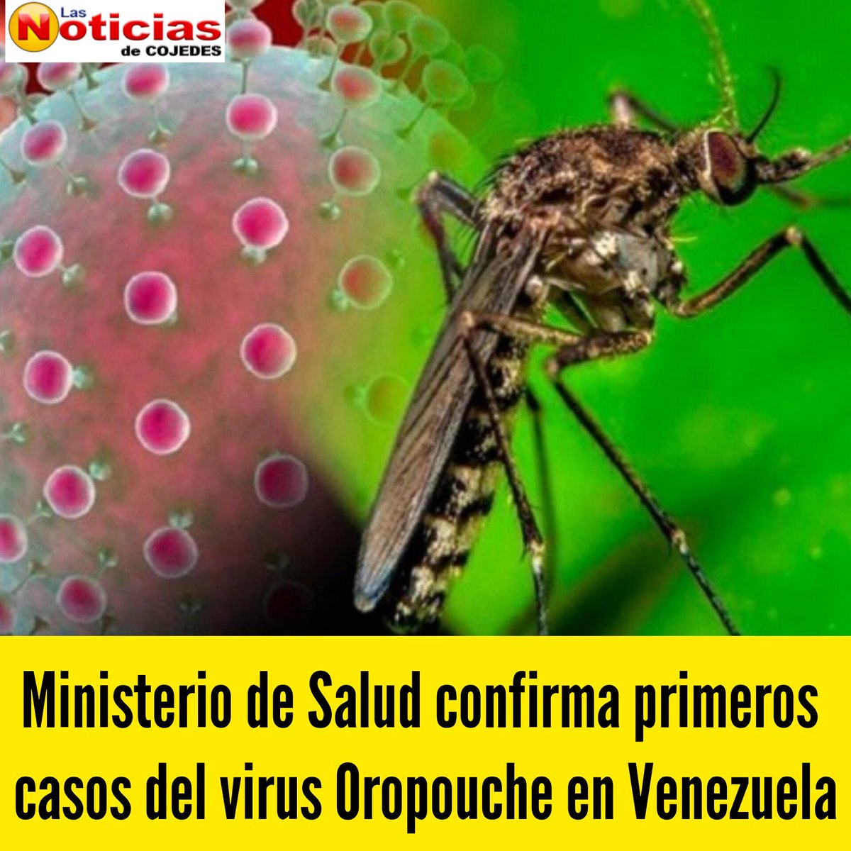 Ministerio de Salud confirma primeros casos del virus Oropouche en Venezuela
instagram.com/p/DHs6drpRh2G/…