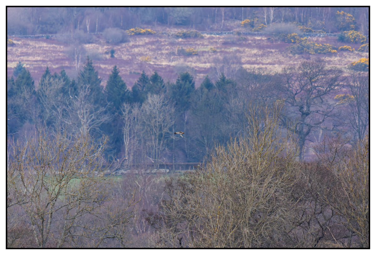 Michael Cuthbert Photography (@michaeljwc626) on Twitter photo Osprey fishing successfully seen from the Net Bay at RSPB Loch Lomond yesterday afternoon
<a href="/RSPBScotland/">RSPB Scotland</a>
<a href="/RSPBLochLomond/">RSPB Loch Lomond</a>
<a href="/Clydebirding/">Clyde Birding</a>
#photography #canon #canonuk #scotland #wildlife #nature #birds Osprey fishing successfully seen from the Net Bay at RSPB Loch Lomond yesterday afternoon
<a href="/RSPBScotland/">RSPB Scotland</a>
<a href="/RSPBLochLomond/">RSPB Loch Lomond</a>
<a href="/Clydebirding/">Clyde Birding</a>
#photography #canon #canonuk #scotland #wildlife #nature #birds