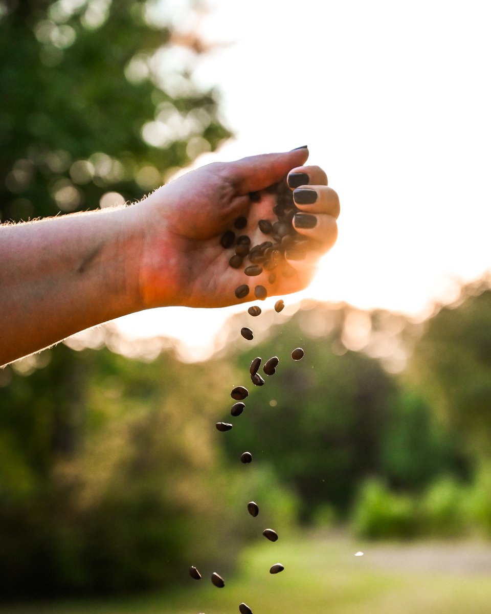 AlimentsNB's tweet image. Les torréfacteurs du Nouveau-Brunswick offrent le remède idéal pour égayer vos matins frisquets. Que vous aimiez l’atmosphère chaleureuse d’un café ou le confort de votre maison, commencez votre journée avec une délicieuse tasse de café et achetez local pour de bon! ☕️❤️☀️