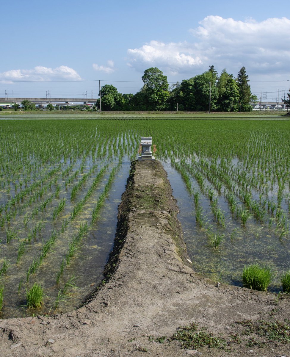 田んぼのまん中にあるちっちゃな祠かわいい