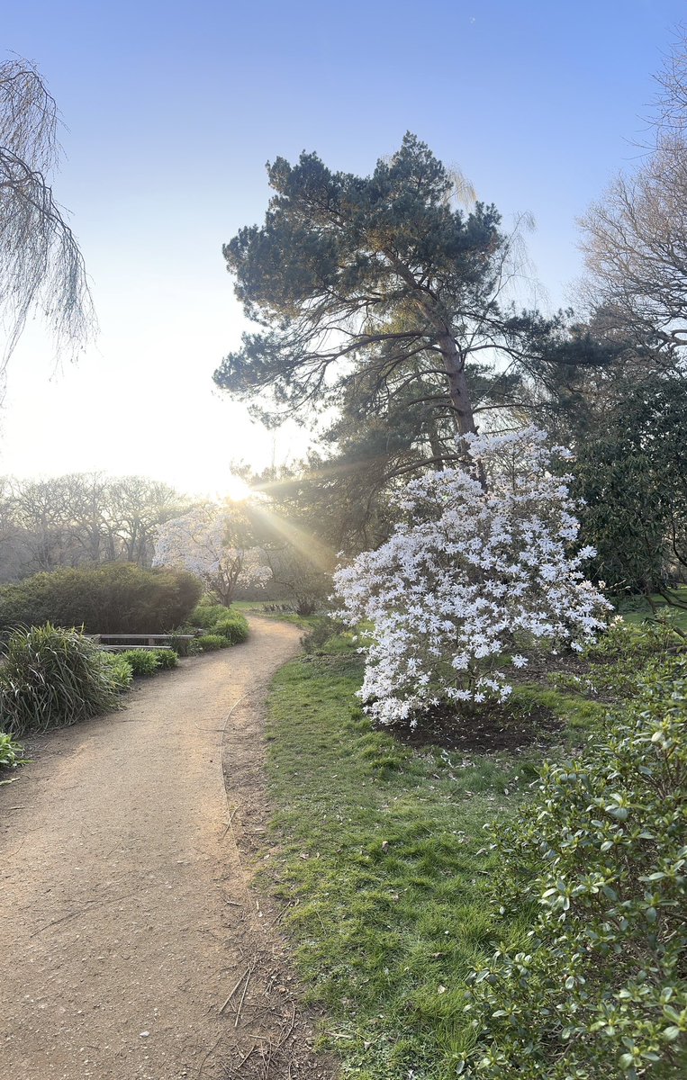 Mandsby's tweet image. Skunk cabbages in bloom, splashes of pink, red, and white bursting across Isabella Plantation ..March is fab and the azalea 🌺 are only just beginning to poke through. 🌺🌸🐦 🎵 #SpringAwakening #RichmondPark #flowers #GardenersWorld #BloomWatch @FRPTweets @theroyalparks