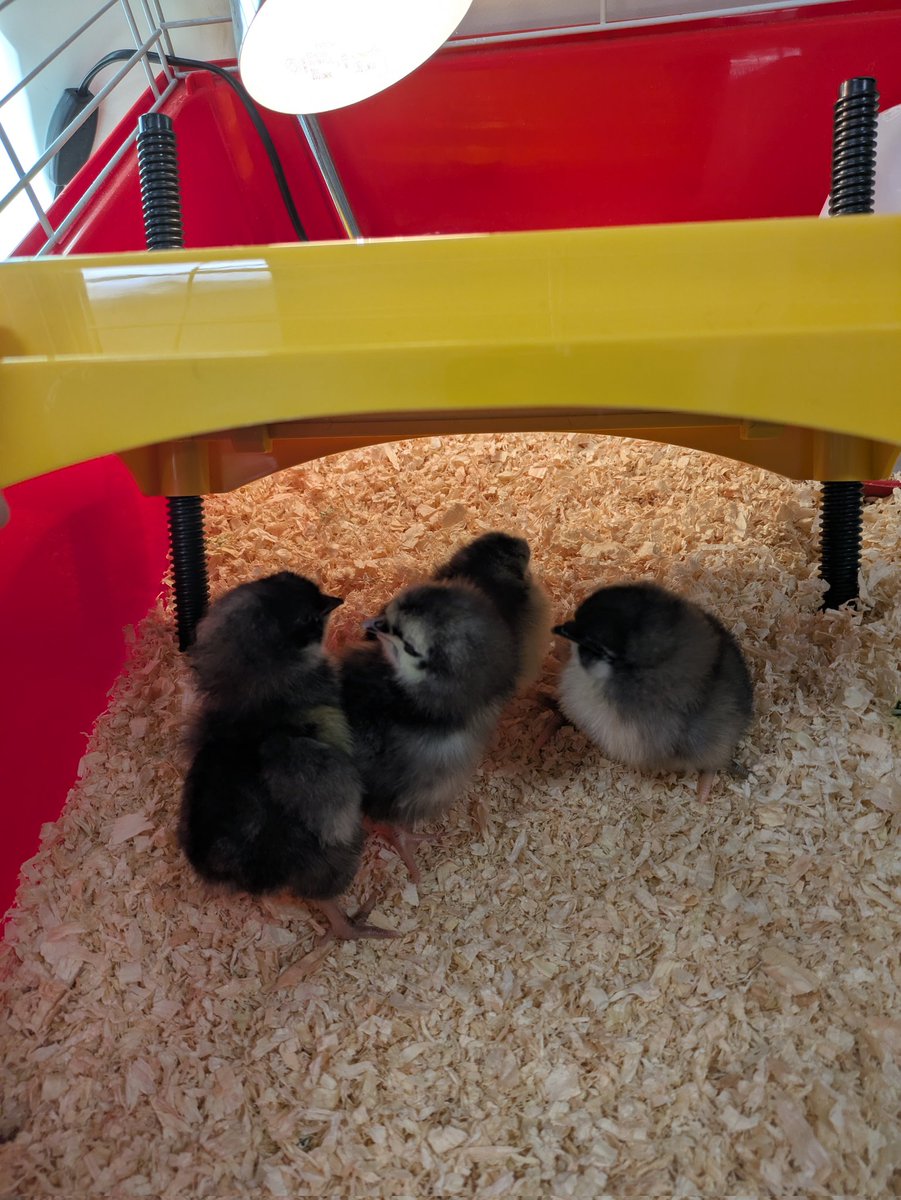 Leigh CE Primary School tweet media