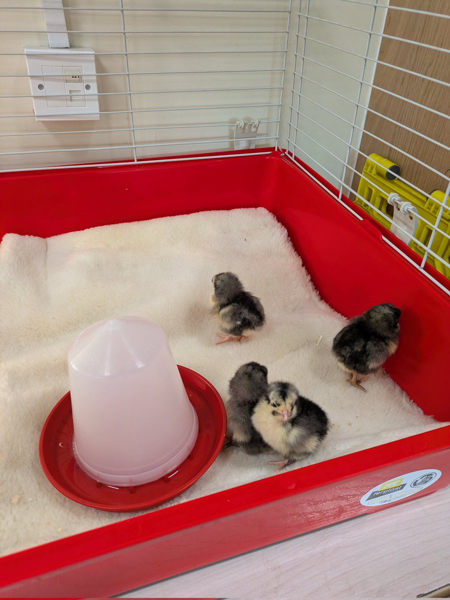 Donaldson, Waddell, Murphy and Rosen are enjoying their new accommodation 🙂 #creatingabetterfuture #cheepcheep #newlife