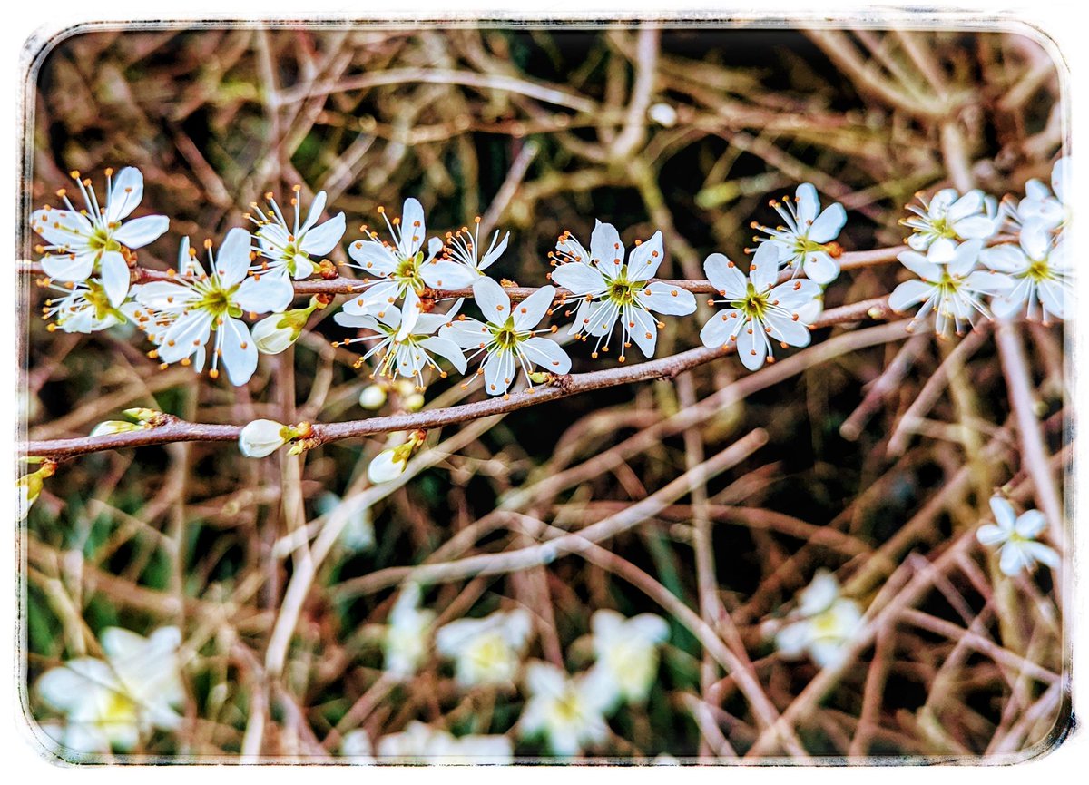 #Spring walks 
The blackthorn blossom
So pretty 🌸
With the daffodils below 
💚💛🤍
It really is the little things 
#KeepGoing x⛅