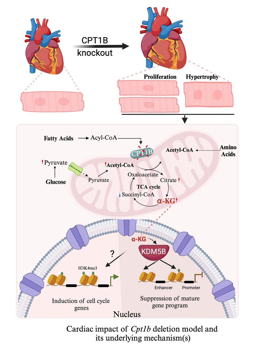 Call for Reading:

Fueling cardiac myocyte proliferation
oaepublish.com/articles/jca.2…