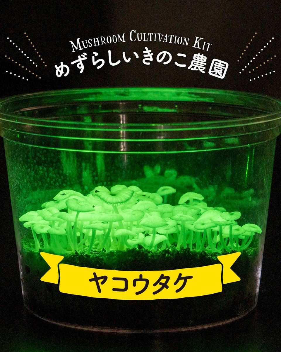 dr_morinokinoko's tweet photo. 🍄✨️めずらしいきのこ農園ヤコウタケ🍄✨️
大変お待たせいたしました！今シーズンのヤコウタケを販売いたします😊
事前のアナウンスが全くできまておらず申し訳ないです...。暖かくなったので前倒しで販売開始をさせていただきました。
ぜひ今年も光るきのこにチャレンジしてください🍄 https://t.co/FGE7fw67rC