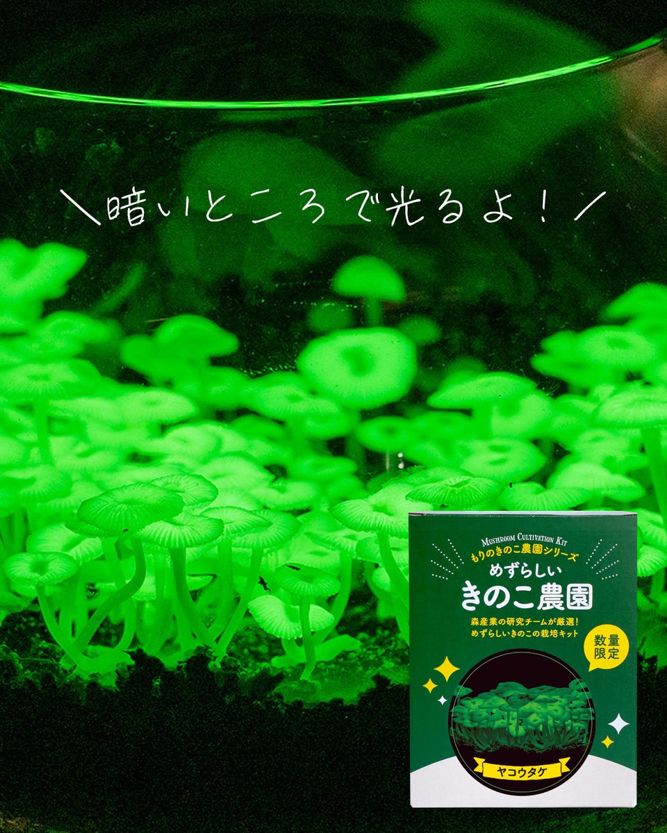 dr_morinokinoko's tweet photo. 🍄✨️めずらしいきのこ農園ヤコウタケ🍄✨️
大変お待たせいたしました！今シーズンのヤコウタケを販売いたします😊
事前のアナウンスが全くできまておらず申し訳ないです...。暖かくなったので前倒しで販売開始をさせていただきました。
ぜひ今年も光るきのこにチャレンジしてください🍄 https://t.co/FGE7fw67rC