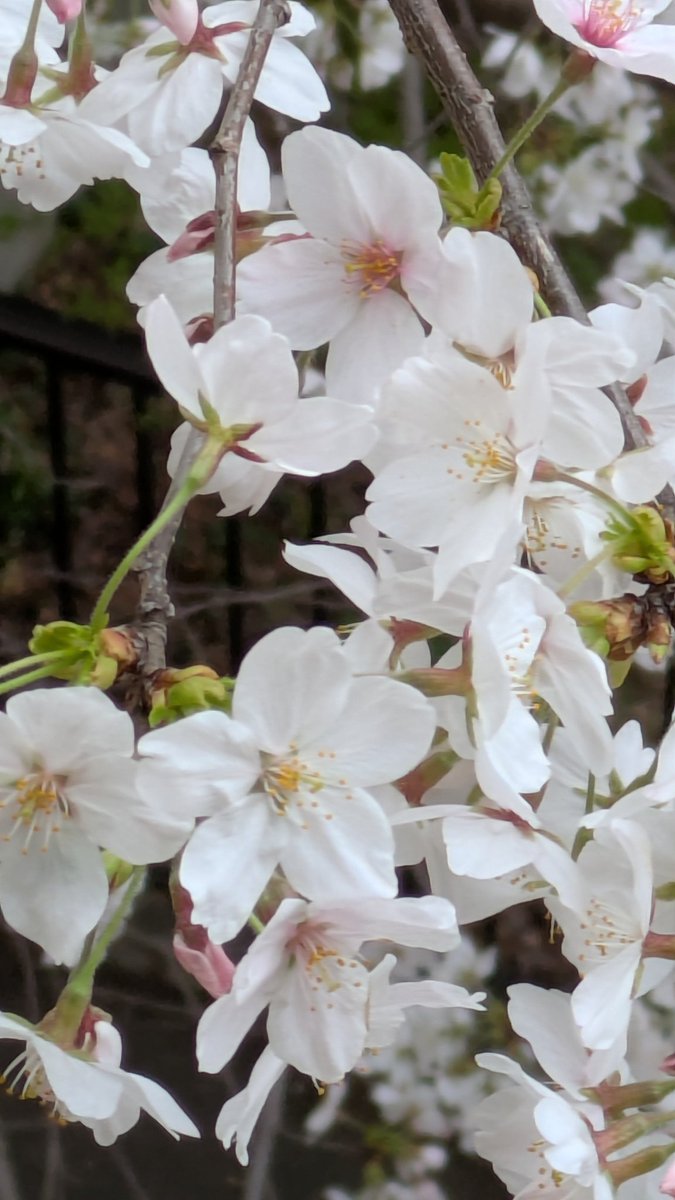 お疲れ様です

桜が一気に咲き始めましたね🌸
我が家の裏の桜はほぼ満開です
今年は枝垂れ桜も咲き始めました
いつもはもう少し後に咲き始めるのに…

皆さん、花粉症は大丈夫ですか？
腸内環境良くして、花粉を排除出来るカラダになりましょー

#腸活
#腸もみ
#体の中からキレイに
#便秘解消