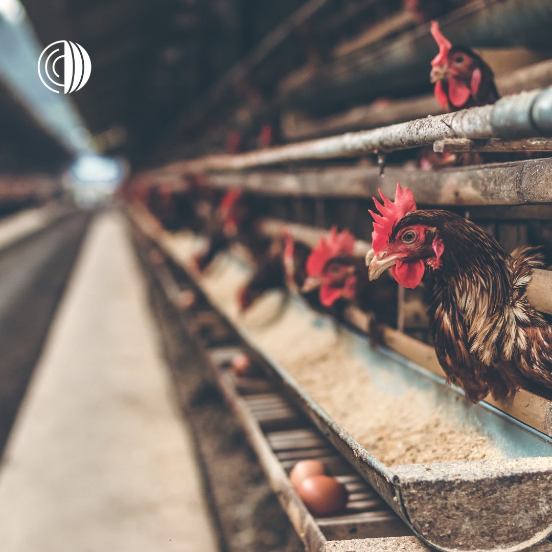 World Organisation for Animal Health - Middle East (@woah_middleeast) on Twitter photo 🌍 In response to H5Nx #avianinfluenza spread, <a href="/FAO/">Food and Agriculture Organization</a> & <a href="/WOAH/">World Organisation for Animal Health</a> under GF-TADs, have developed a 10-year strategy (2024–2033) to prevent & control HPAI. The strategy highlights a systems approach for protecting poultry, wildlife & humans.
Learn more: woah.org/en/document/gl… 🌍 In response to H5Nx #avianinfluenza spread, <a href="/FAO/">Food and Agriculture Organization</a> & <a href="/WOAH/">World Organisation for Animal Health</a> under GF-TADs, have developed a 10-year strategy (2024–2033) to prevent & control HPAI. The strategy highlights a systems approach for protecting poultry, wildlife & humans.
Learn more: woah.org/en/document/gl…