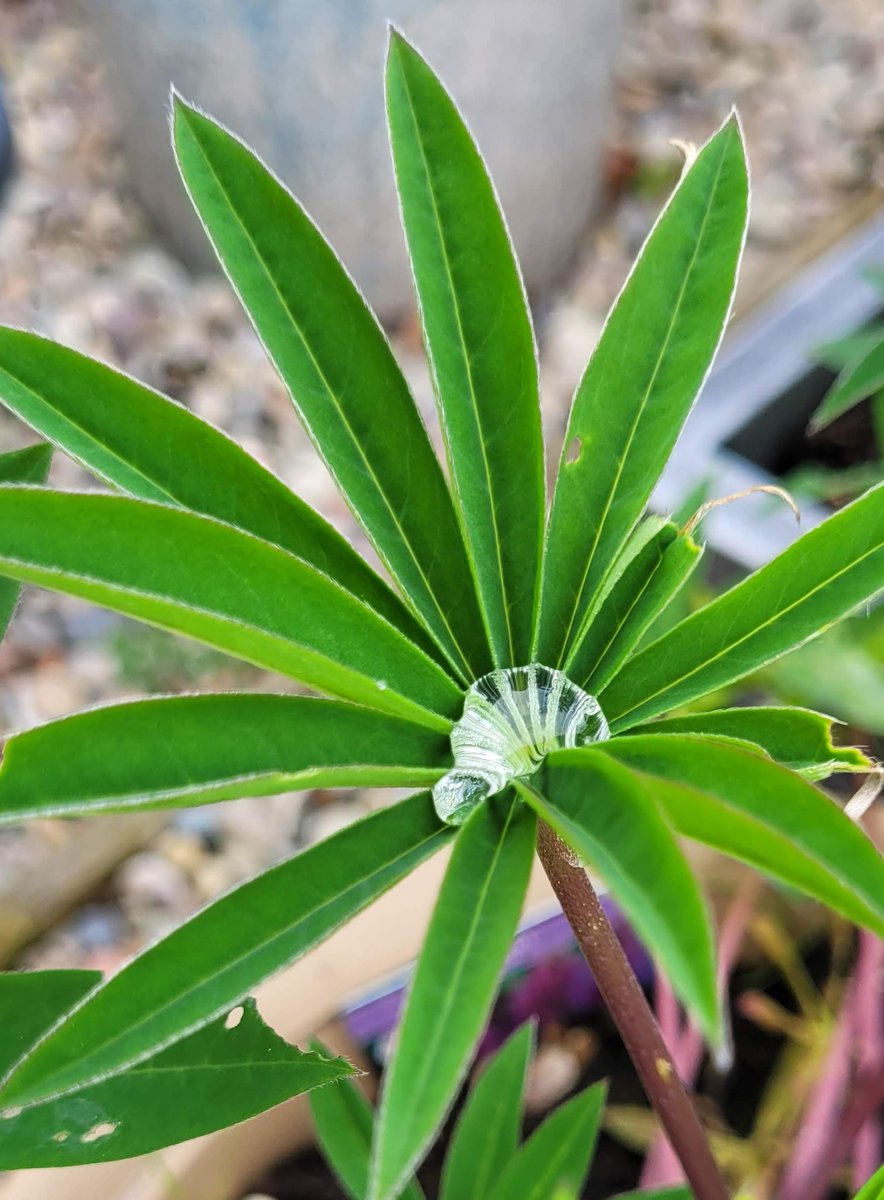 DailyPicTheme2's tweet photo. Thursday, 27th March
Today's Daily Picture Theme is 'Leaf'
RT or reply with your own photo
Tomorrow's theme will be 'Modern'
#DailyPictureTheme
Lupin #leaf https://t.co/s2v4haayPN