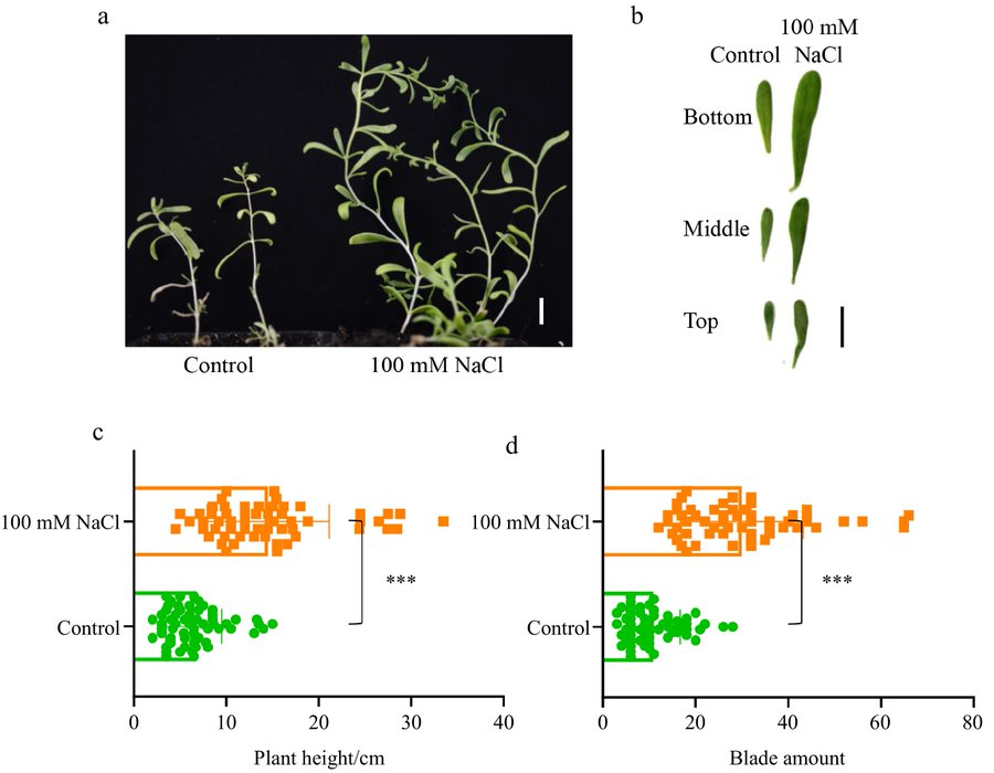 MaximumAcademic's tweet photo. #ForestryRes 

Nitraria sibirica thrives under salt stress. Transcriptome analysis reveals upregulated genes involved in carbon fixation, likely mediated by ethylene signaling.🌿

@ForestryRes #transcriptomeanalysis #salt #ethylene 

Details: https://t.co/thbADIAPo5 https://t.co/3E5zGLawlv