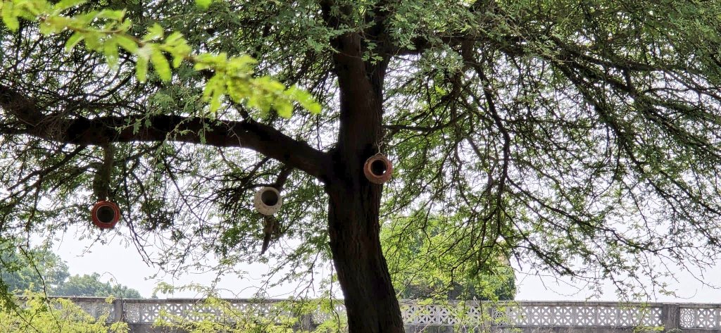 "આસ્થાથી આશ્રય સુધીની ગરબાની યાત્રા"

માંડવી (કચ્છ) તાલુકાના નાની રાયણ ગામના યુવાનો દ્વારા આસ્થાના પ્રતિક સમા ગરબા એકત્રિત કરી તેમનો ઉપયોગ પક્ષી ઘર તરીકે કરવામાં આવ્યો.

તેમની સમજૂતી અને આ સેવાકીય પ્રવૃત્તિ ખૂબ જ સરાહનાને પાત્ર છે!