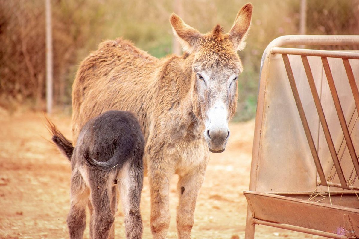 Derecho y Animales el Podcast de INTERcids (@derechopodcast) on Twitter photo Enero 2019, El Refugio del Burrito recibe una carta anónima sobre la situación extrema de unos animales en Villanueva de Algaidas. Lo que se encuentran es un escenario de terror. Episodio #137, con Aritz Toribio. Última foto: Artemisa en <a href="/refugioburrito/">Refugio del Burrito</a> intercids.org/137-el-caso-de… Enero 2019, El Refugio del Burrito recibe una carta anónima sobre la situación extrema de unos animales en Villanueva de Algaidas. Lo que se encuentran es un escenario de terror. Episodio #137, con Aritz Toribio. Última foto: Artemisa en <a href="/refugioburrito/">Refugio del Burrito</a> intercids.org/137-el-caso-de…