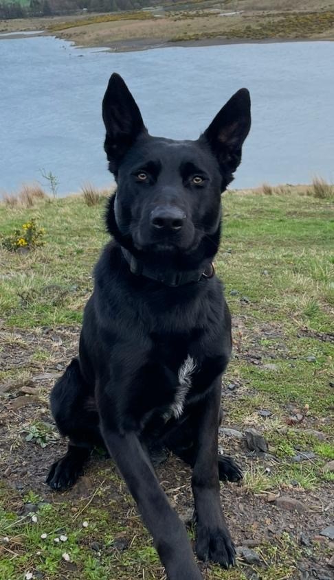 PSOSDogs's tweet image. Round of "APPAWS" for PD Echo and handler, who traced a vulnerable young female who was reported missing in Fife this week, and is now receiving the care she needs. great work and enjoy your days off team!
#PDECHO #MALINOIS #TOPTEAM