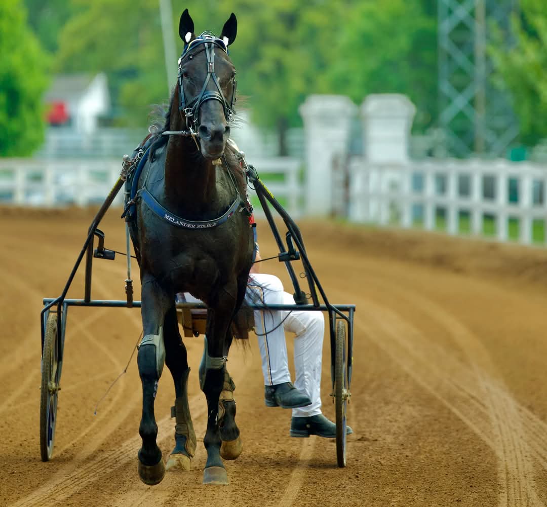 Super performance by Luke The Spook #Greenshoe at Jagersro 🇸🇪 1.12.4 - 2100 mt