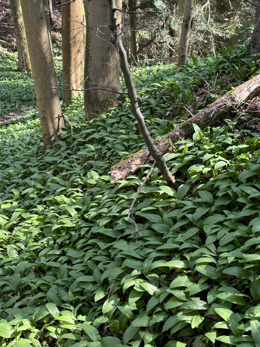 JollyCricketers's tweet photo. Carpet of wild Garlic in Hodgemoor Woods ✨ #SeerGreen #Chilterns #WildGarlic https://t.co/sHQXTZxjoi