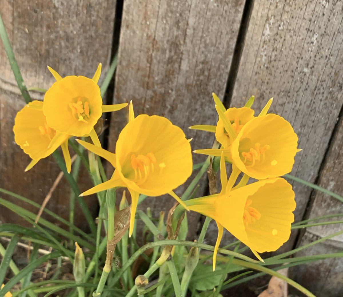 MamaFlowra's tweet photo. #seasonalplants
#flowers
#季節の植物
#narcissusbulbocodium 
#ナルキッススブルボコディウム 
#原種水仙 https://t.co/cceHYshdIo