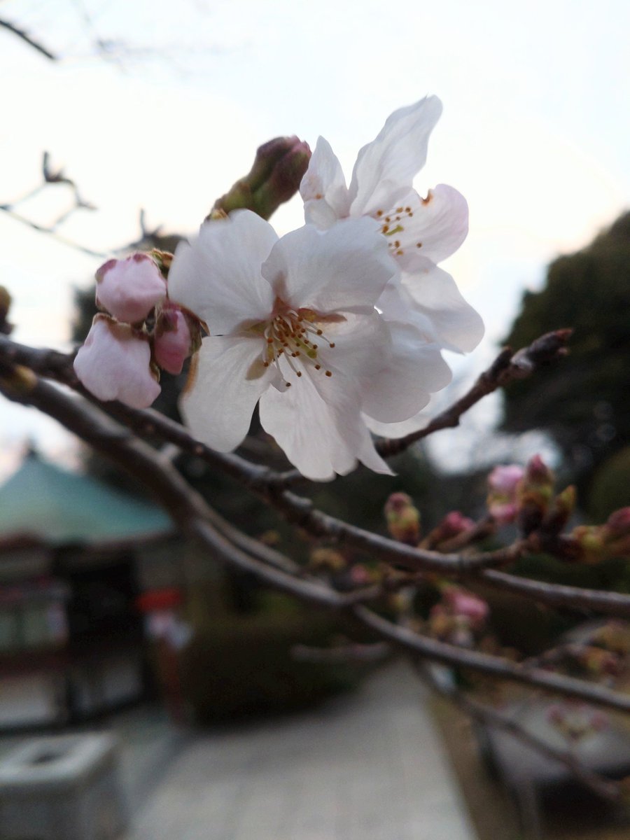 【速報】ソメイヨシノの開花宣言を発表!!大船観音寺の担当者が午後５時頃、同寺のソメイヨシノの木に、開花発表の目安の「５輪以上」となるおよそ30輪の花が咲いているのを観測致しました。