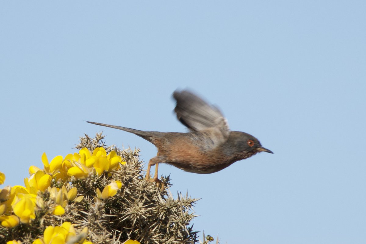 My  cappuccino at Dunwich Coastguards was interrupted when I heard the song of a Dartford Warbler just 20 metres away.
