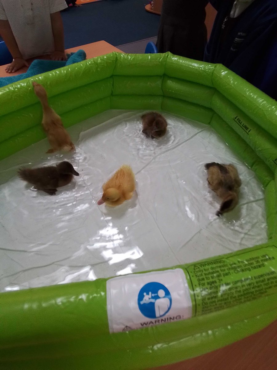 Reception have had an exciting week with their new classmates. The children have enjoyed watching them hatch, grow, paddle and getting the opportunity to hold them. The children will be sad to see them go.