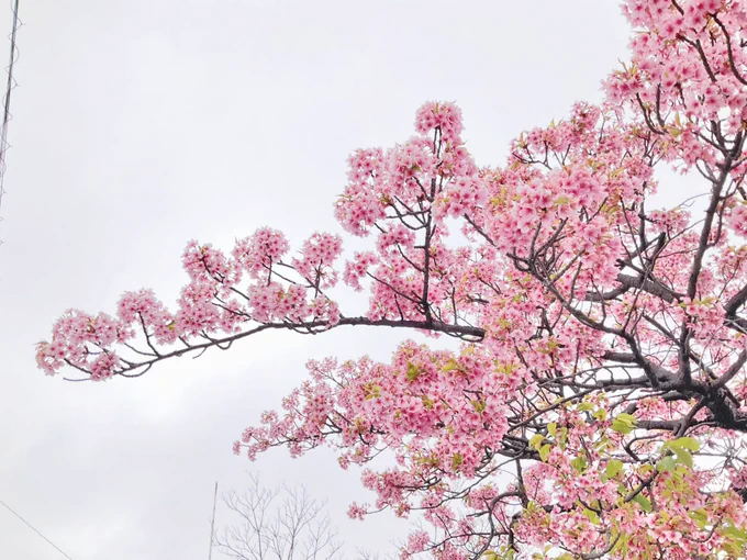 桜ーっ