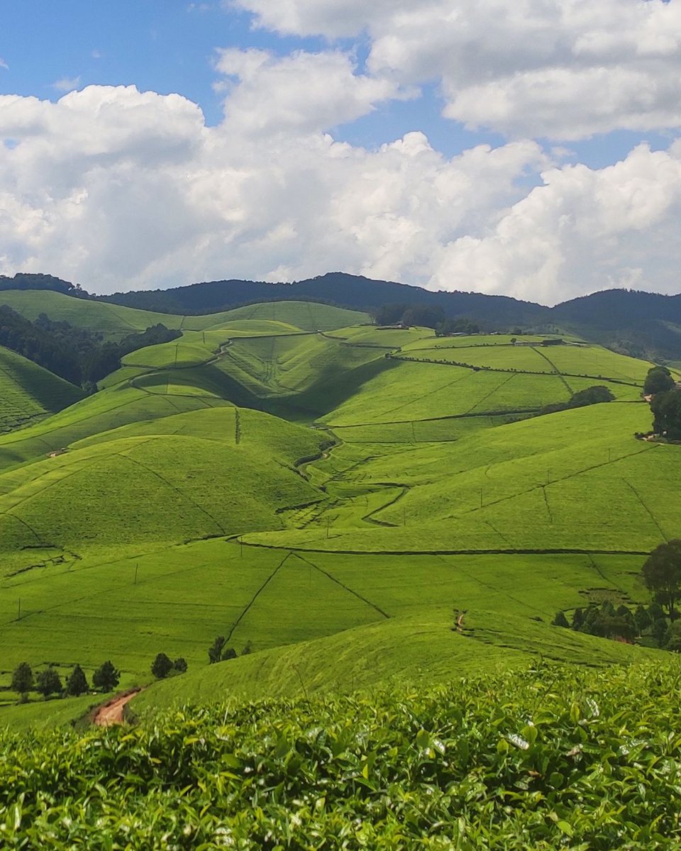 Silverback Tea tweet media