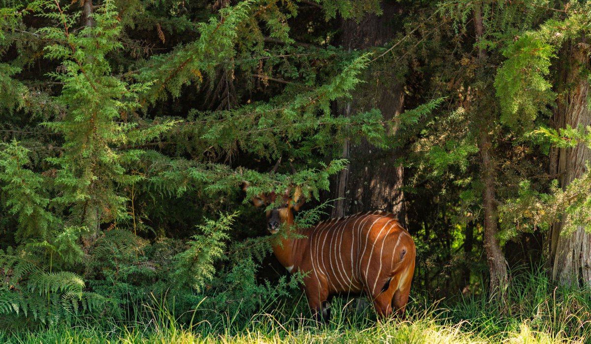 LewaConservancy's tweet photo. They’re home! 🦌💚 17 mountain bongos have returned to the slopes of Mt. Kenya after a historic repatriation from Florida. Read more: https://t.co/WquPL8edVy 

@DHLexpress @tusk_org @rarespecies.org @KWSKenya @KeForestService 
📸 @peternduungu 

#MountainBongo #BeyondLewa #MBRCT https://t.co/sWVVPAxz5z