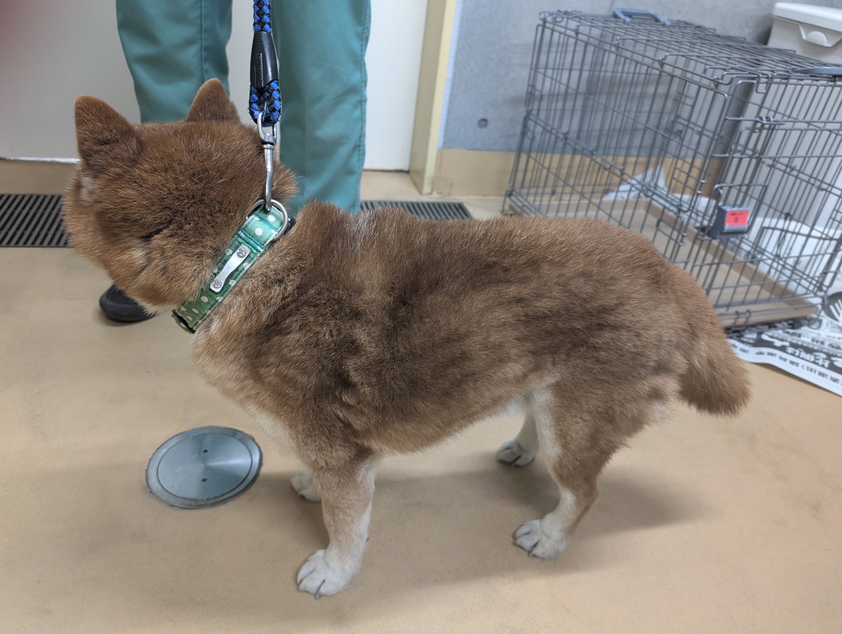 【犬の収容情報について】
3月27日（木）1１時00分頃に麻生区金程1丁目付近にて放浪していた柴犬（雄、茶色、体重７kg）が保護され、現在当センターに収容されています。
詳細はセンターホームページにてご確認下さい。
心当たりのある方は電話もしくはメールにてご連絡をお願いいたします。