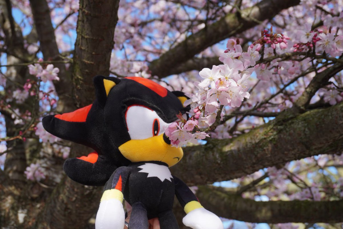 SEGA tweet media