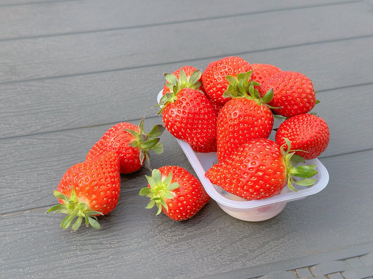 kurenaimalin's tweet photo. いちご狩りああああああああいちごぉぉぉぉぉぉ1️⃣5️⃣🍓 https://t.co/MaOKCzHjPz