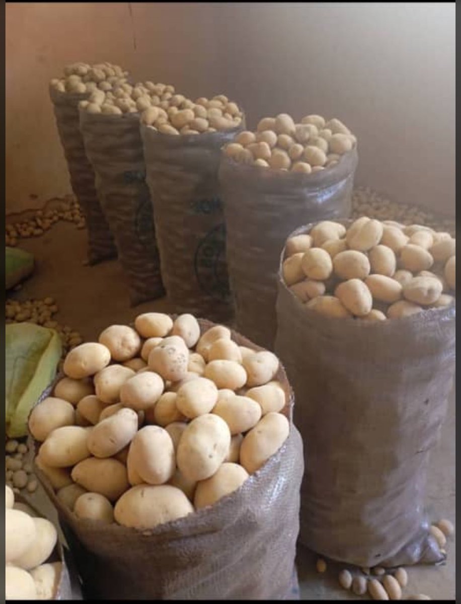 josfreshfarm's tweet photo. Fresh. Organic. Straight from the Plateau! 

Jos potatoes so fine, they stack themselves. Ready for fries, mash, or that legendary boiled potato? We’ve got the best—DM to order! 07030088723

#JosFreshFarm #JosPotatoes #FromFarmToTable https://t.co/qZie2xoo7p