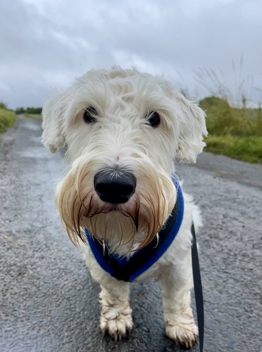 National terrier day. Meet Gryff the Sealyham terrier.