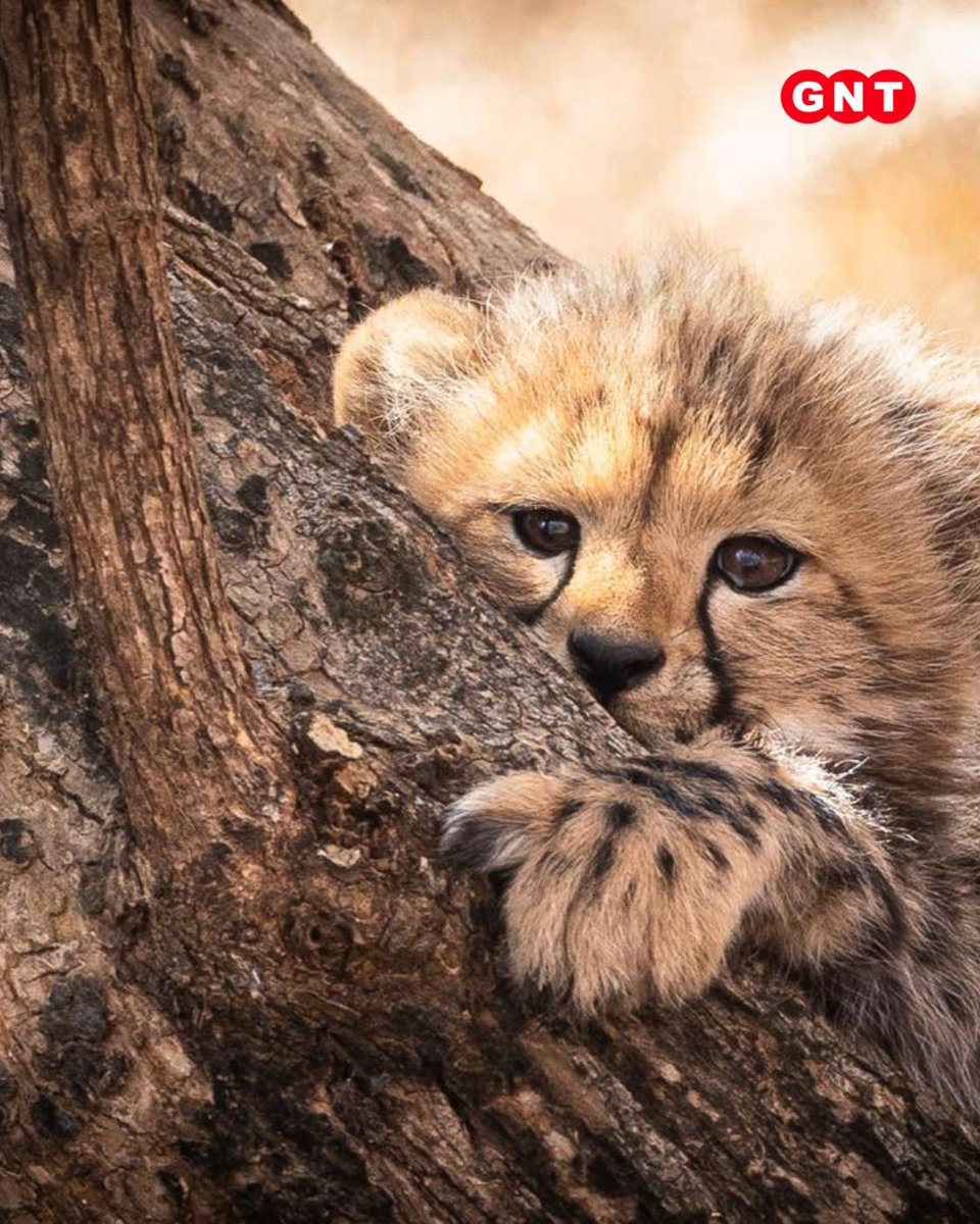 GoodNewsToday's tweet image. भूपेंद्र यादव ने मध्य प्रदेश के कूनो राष्ट्रीय उद्यान से शावकों की फोटोज़ शेयर की है। इसके साथ ही उन्होंने कैप्शन में लिखा है कि 2 महीने के शावक अपनी मां चीता वीरा से ज़िंदगी जीने का गुर सीख रहे हैं। इन फोटोज़ में शावक बेहद प्यारे लग रहे हैं

#Cubs #SurvivalSkills #CheetahVeera