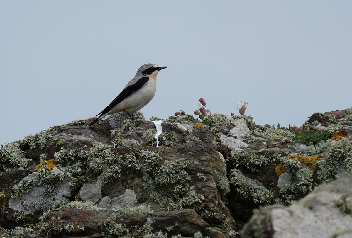 March is when Wheatears start to return to Wales for the breeding season. This colourful, Robin-sized bird is Amber-listed in Wales; it has seen moderate declines across the UK since 2010.