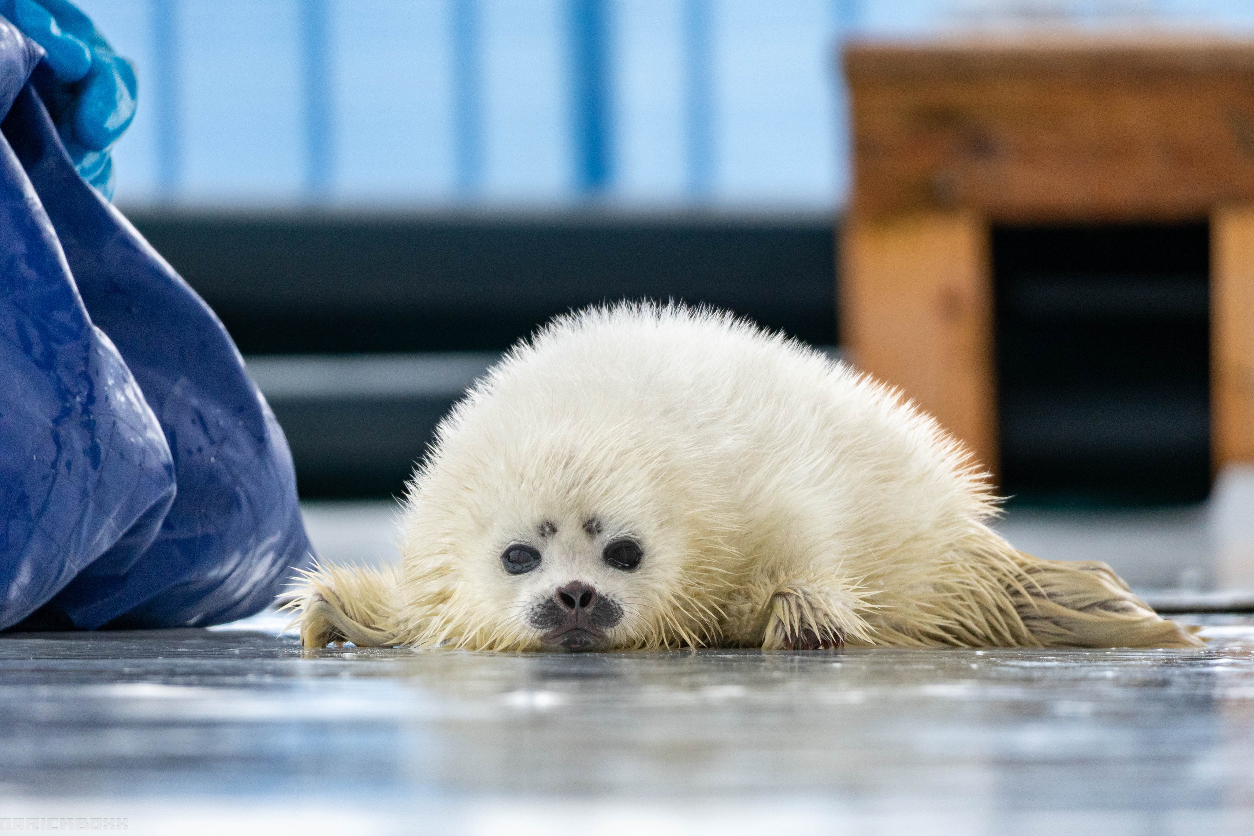 はくひめhakuhime | カルちゃんめちゃくちゃいい子💓 #seal