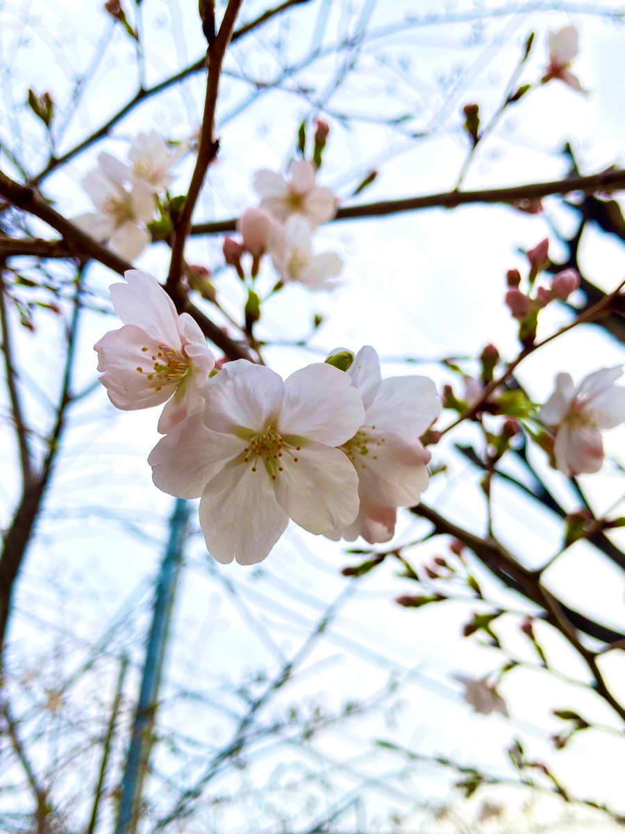 和//BackSide Maps tweet media